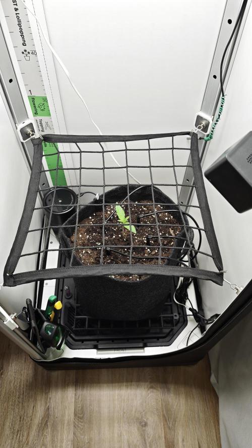 Grape Gas|Vgrow. Week 0
