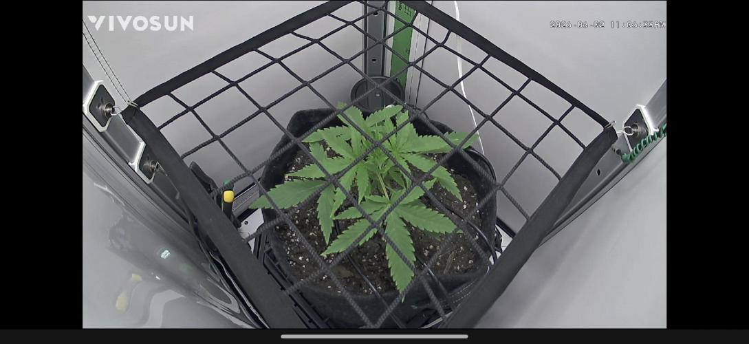 Grape Gas|Vgrow. Week 1