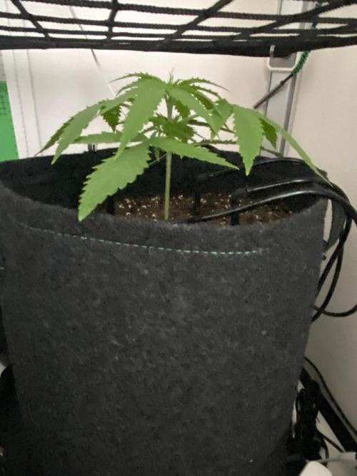 Grape Gas|Vgrow. Week 2