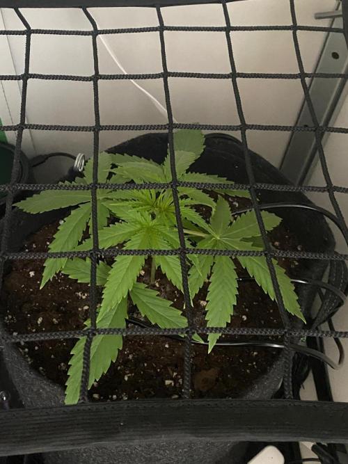 Grape Gas|Vgrow. Week 2