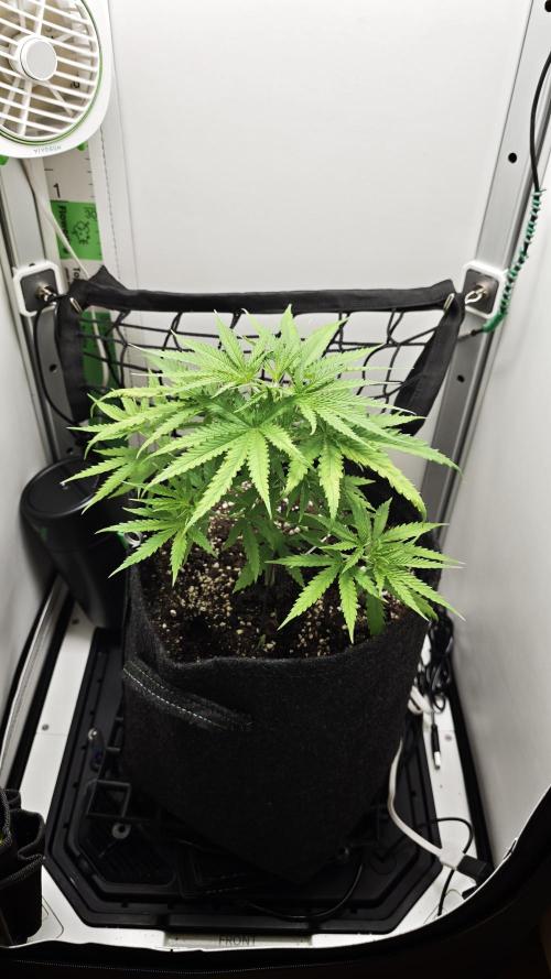 Grape Gas|Vgrow. Week 3