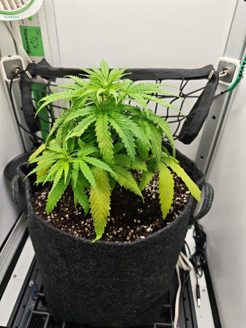 Grape Gas|Vgrow. Week 3