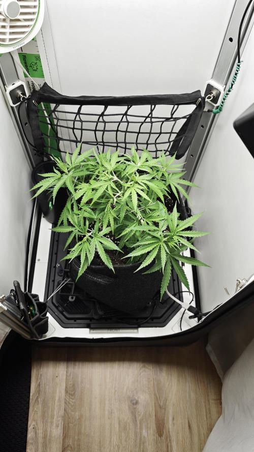 Grape Gas|Vgrow. Week 3