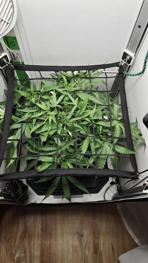 Grape Gas|Vgrow. Week 3