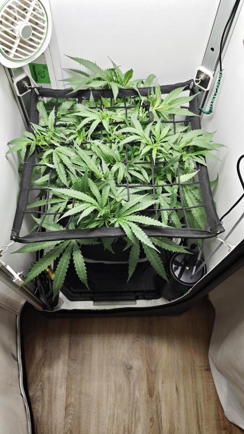 Grape Gas|Vgrow. Week 4