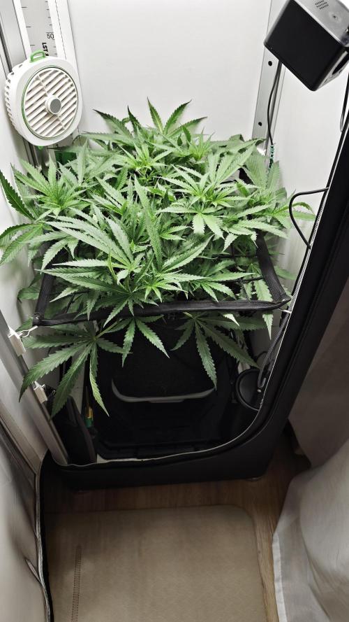 Grape Gas|Vgrow. Week 4