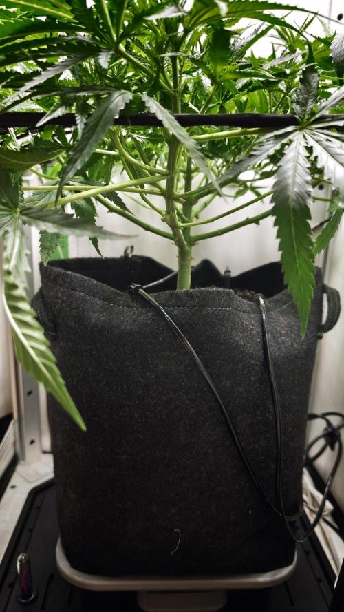 Grape Gas|Vgrow. Week 4