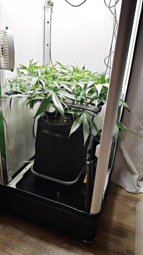 Grape Gas|Vgrow. Week 4