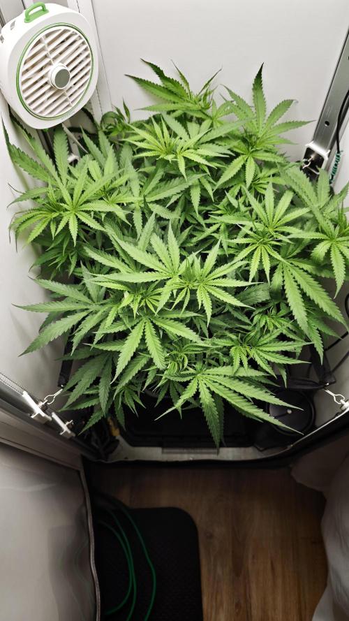 Grape Gas|Vgrow. Week 5