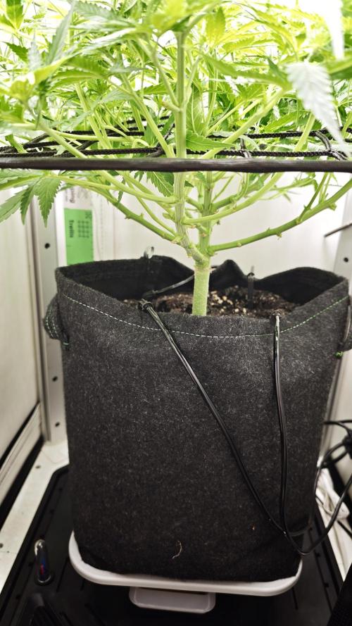 Flexfeed. Week 5