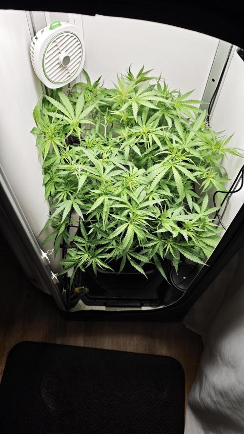 Grape Gas|Vgrow. Week 5
