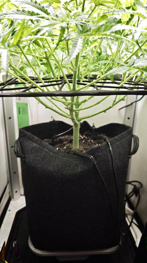 Grape Gas|Vgrow. Week 5