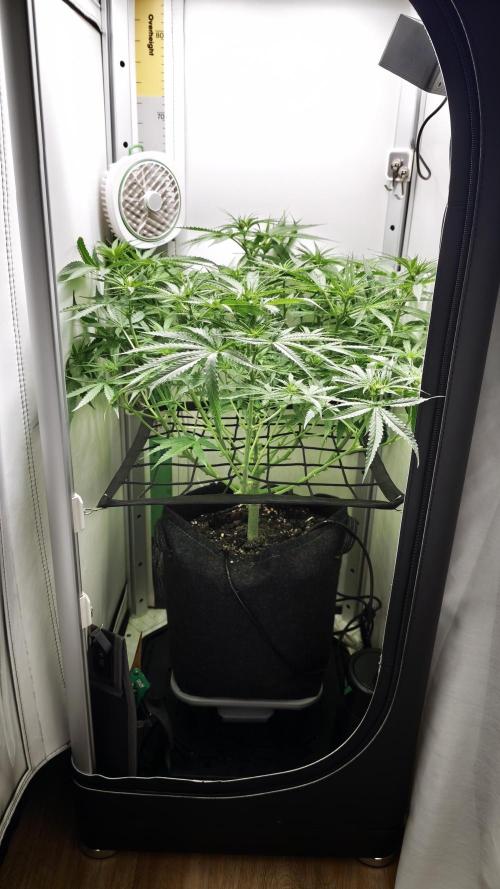 Grape Gas|Vgrow. Week 6
