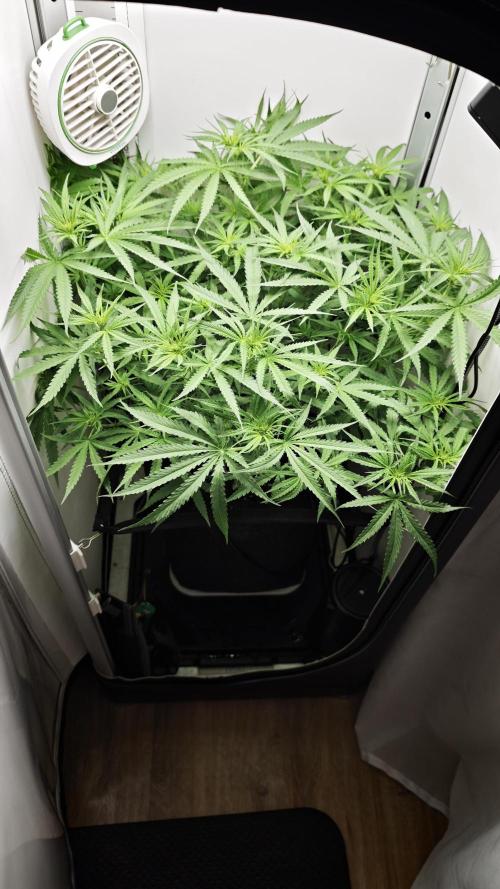 Flexfeed. Week 6