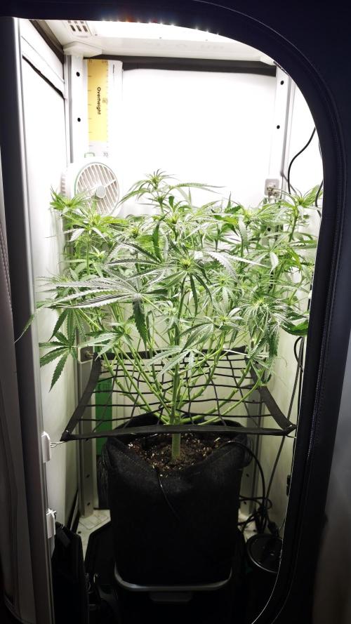 Grape Gas|Vgrow. Week 6