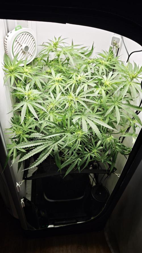 Flexfeed. Week 6