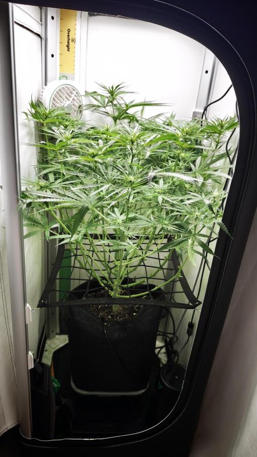 Grape Gas|Vgrow. Week 6