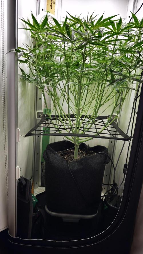 Flexfeed. Week 6