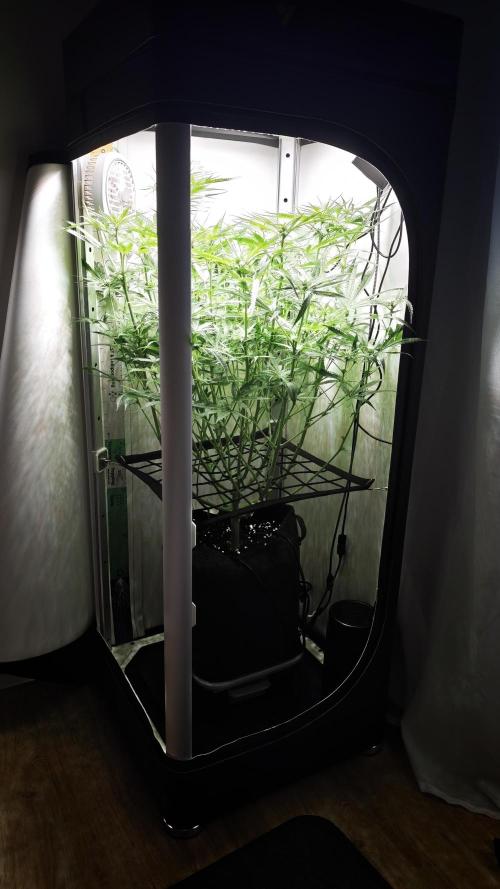 Grape Gas|Vgrow. Week 7