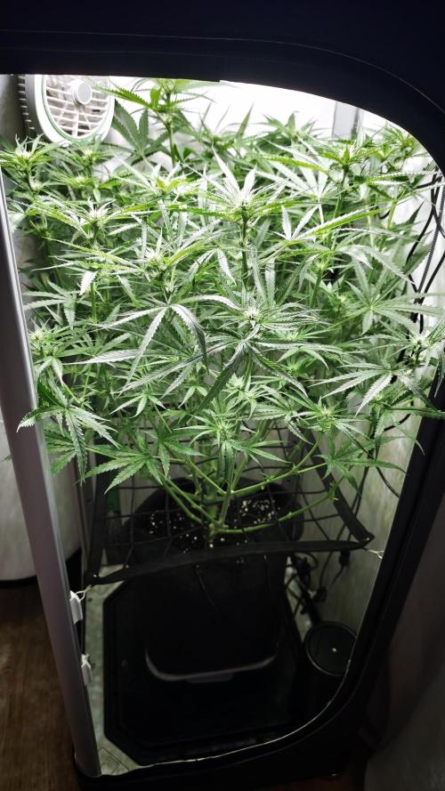 Grape Gas|Vgrow. Week 7