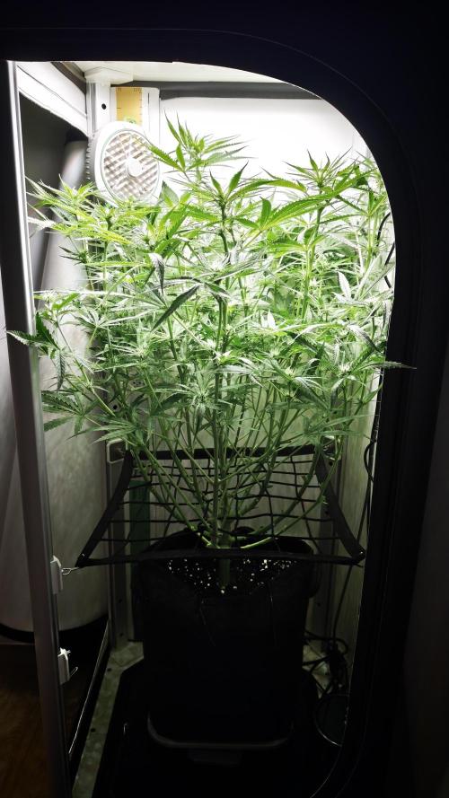 Grape Gas|Vgrow. Week 7