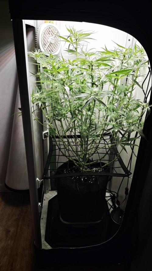 Grape Gas|Vgrow. Week 7