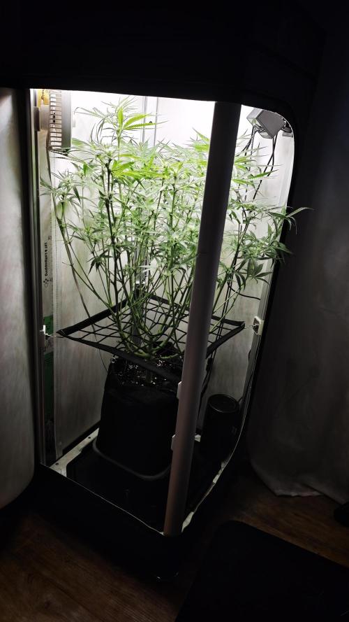 Grape Gas|Vgrow. Week 7