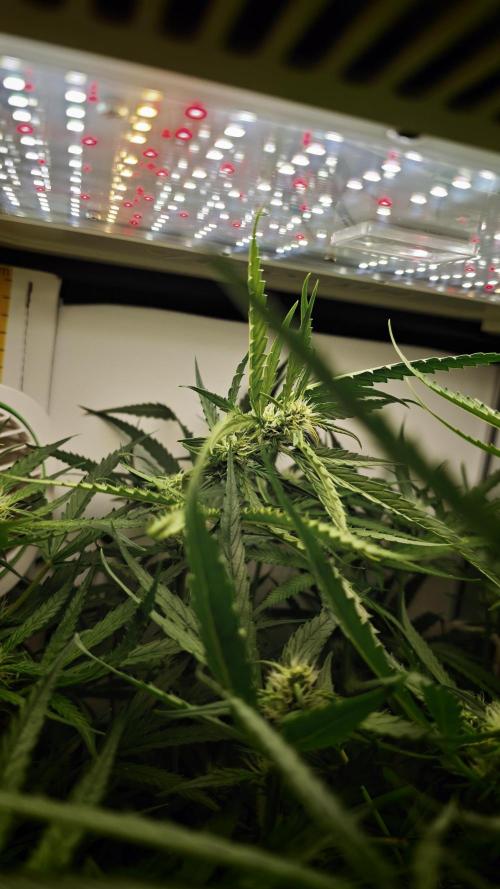 Grape Gas|Vgrow. Week 8