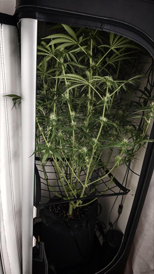 Flexfeed. Week 8