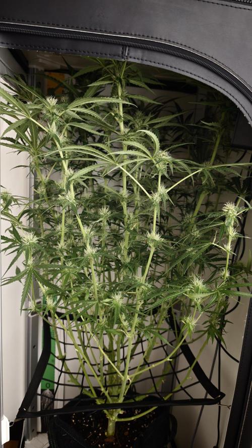 Grape Gas|Vgrow. Week 8