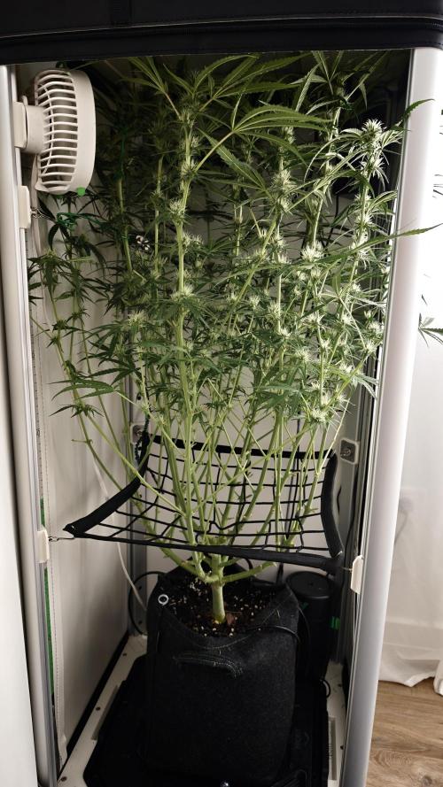 Grape Gas|Vgrow. Week 8