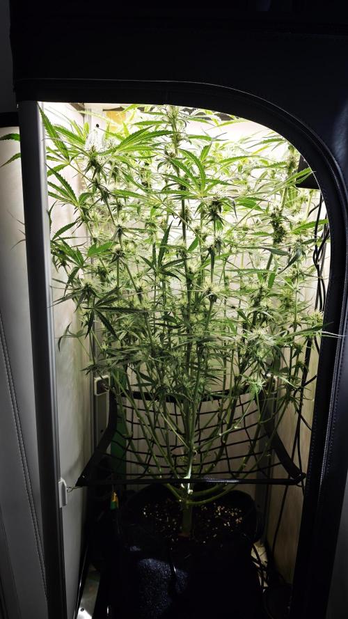 Grape Gas|Vgrow. Week 8