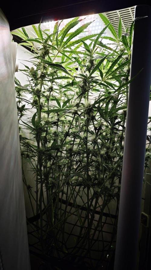 Grape Gas|Vgrow. Week 8