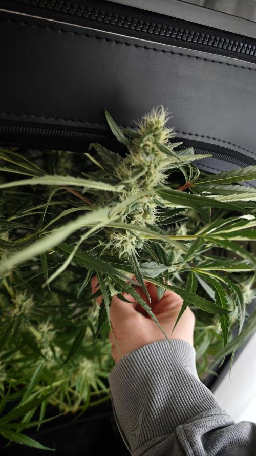 Vgrow|Grape Gas. Week 10