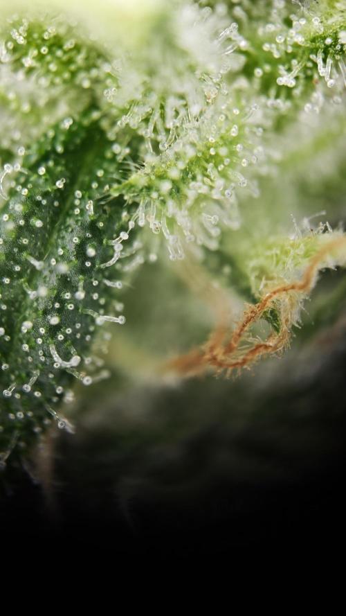 Vgrow|Grape Gas. Week 10