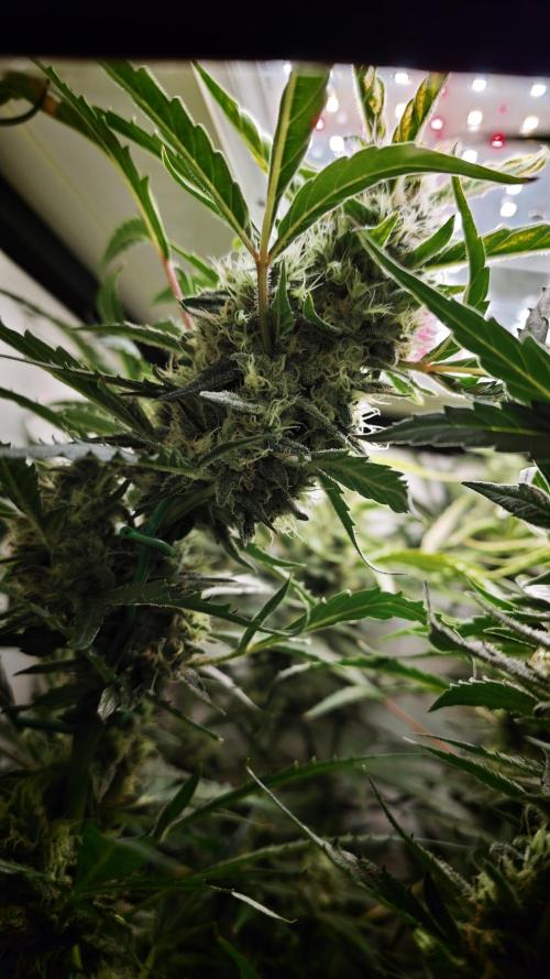 Vgrow|Grape Gas. Week 10