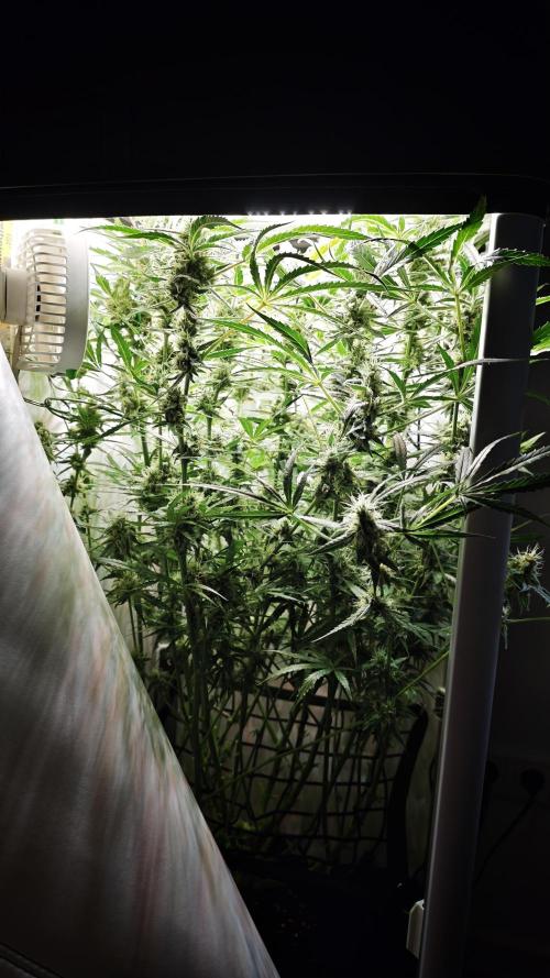 Vgrow|Grape Gas. Week 10