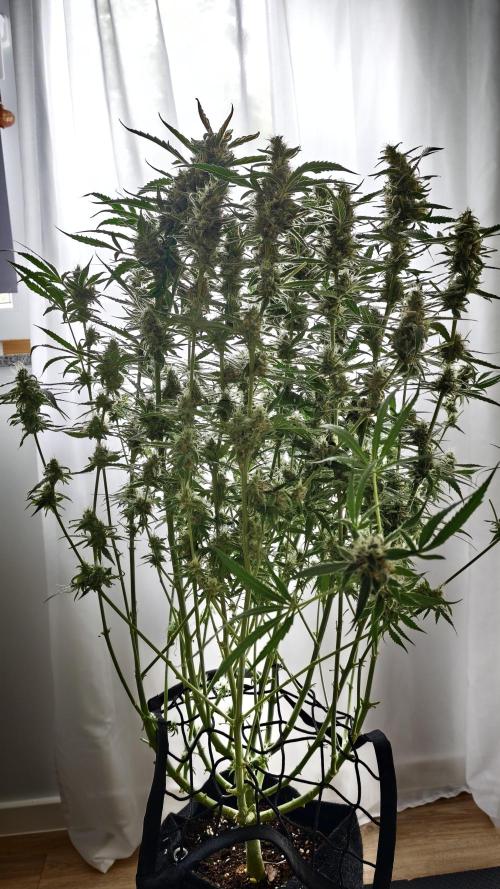 Flexfeed. Week 10