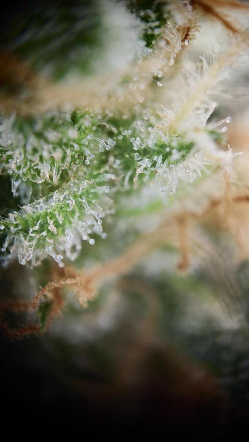 Flexfeed. Week 11