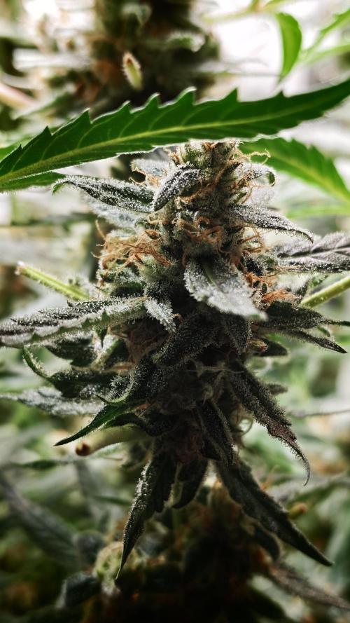 Vgrow|Grape Gas. Week 11