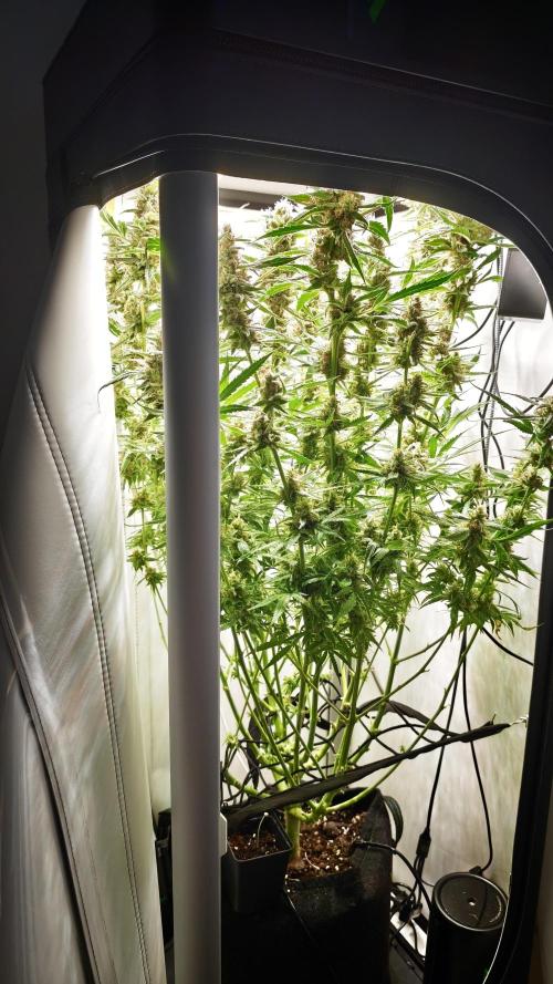 Vgrow|Grape Gas. Week 11