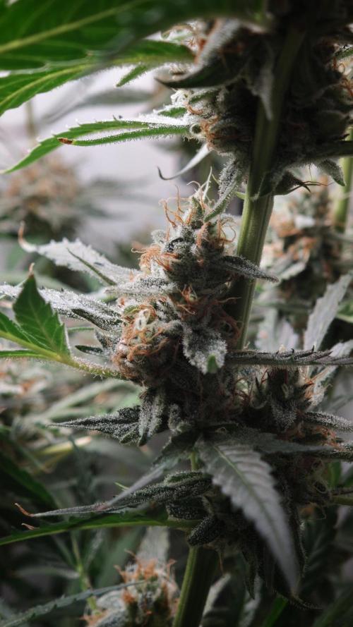 Vgrow|Grape Gas. Week 11
