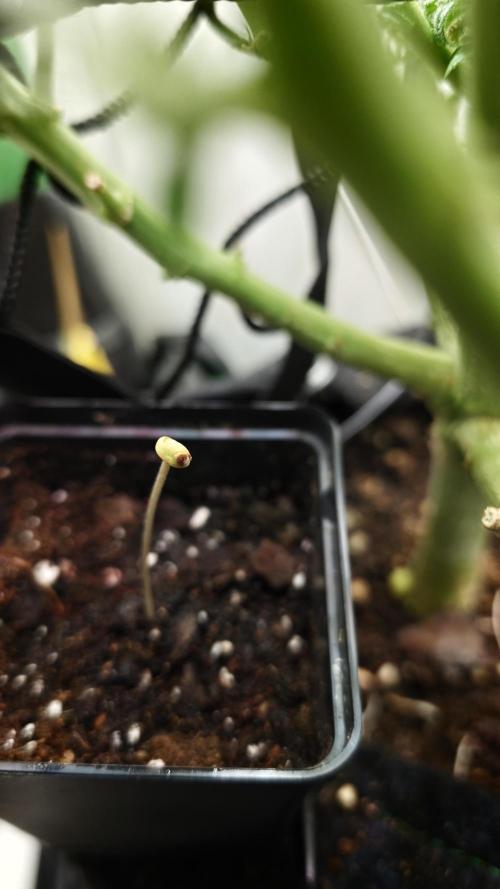 Vgrow | Mac. Week 0