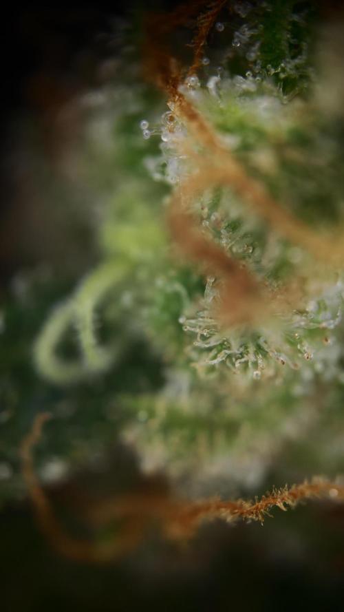 Vgrow|Grape Gas. Week 11