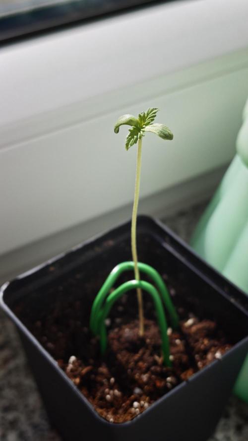 Vgrow. Week 0