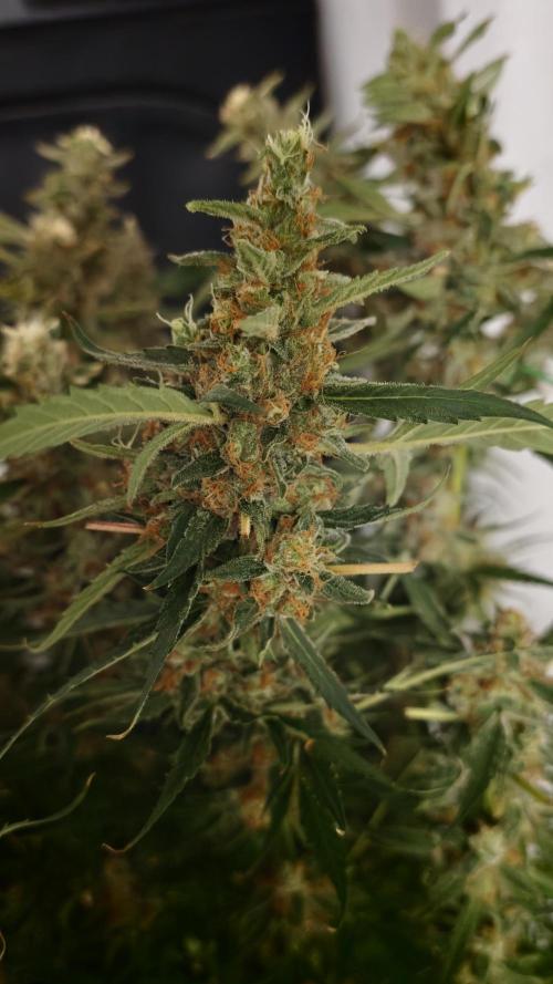 Vgrow|Grape Gas. Week 12