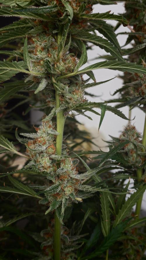 Vgrow|Grape Gas. Week 12