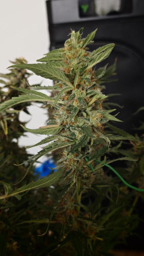 Vgrow|Grape Gas. Week 12