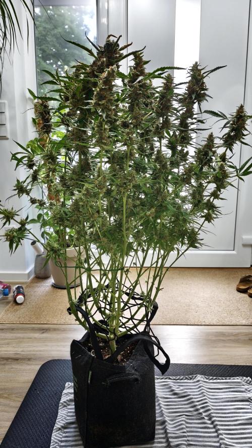 Vgrow|Grape Gas. Week 12
