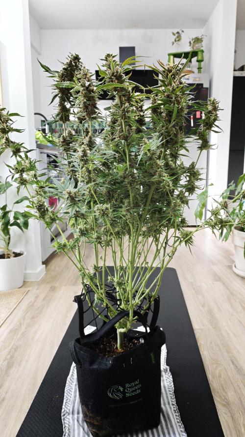 Vgrow|Grape Gas. Week 12